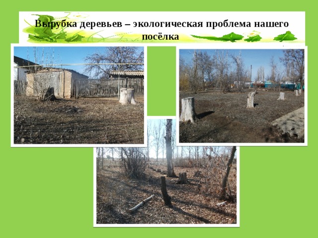 Вырубка деревьев – экологическая проблема нашего посёлка 