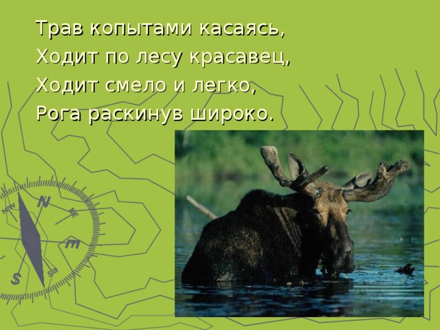 Трав копытами касаясь, Ходит по лесу красавец, Ходит смело и легко, Рога раскинув широко. 