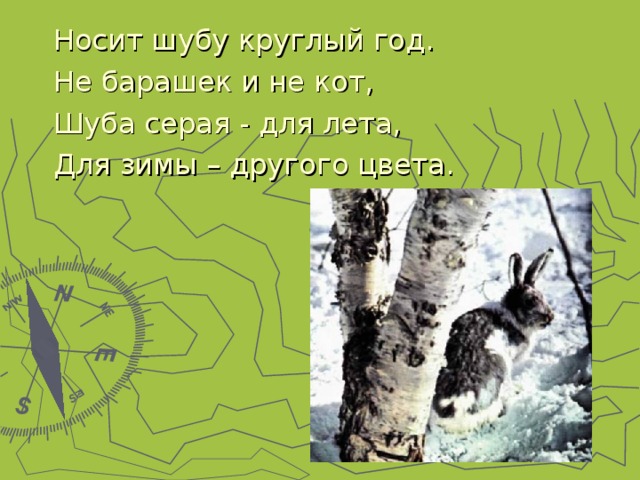 Носит шубу круглый год. Не барашек и не кот, Шуба серая - для лета, Для зимы – другого цвета. 