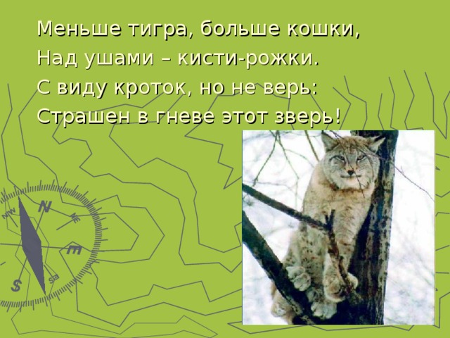 Меньше тигра, больше кошки, Над ушами – кисти-рожки. С виду кроток, но не верь: Страшен в гневе этот зверь 