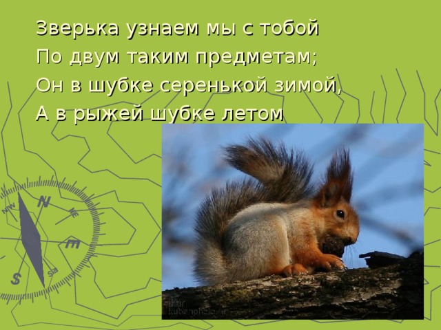Зверька узнаем мы с тобой По двум таким предметам; Он в шубке серенькой зимой, А в рыжей шубке летом 