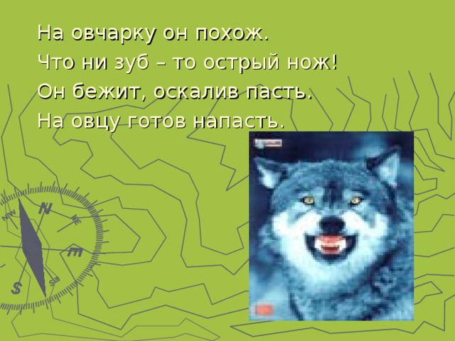 На овчарку он похож. Что ни зуб – то острый нож! Он бежит, оскалив пасть. На овцу готов напасть. 