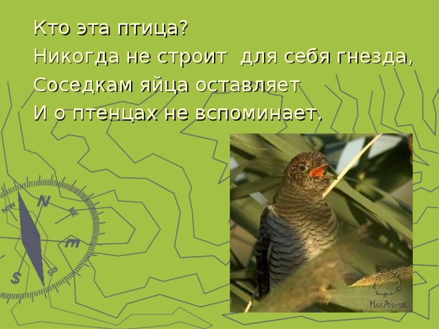Кто эта птица? Никогда не строит для себя гнезда, Соседкам яйца оставляет И о птенцах не вспоминает. 