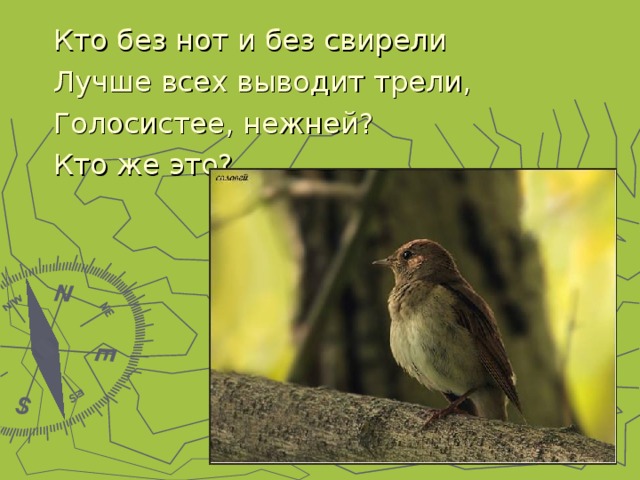 Кто без нот и без свирели Лучше всех выводит трели, Голосистее, нежней? Кто же это? 