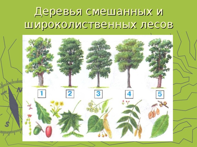 Деревья лесного типа примеры