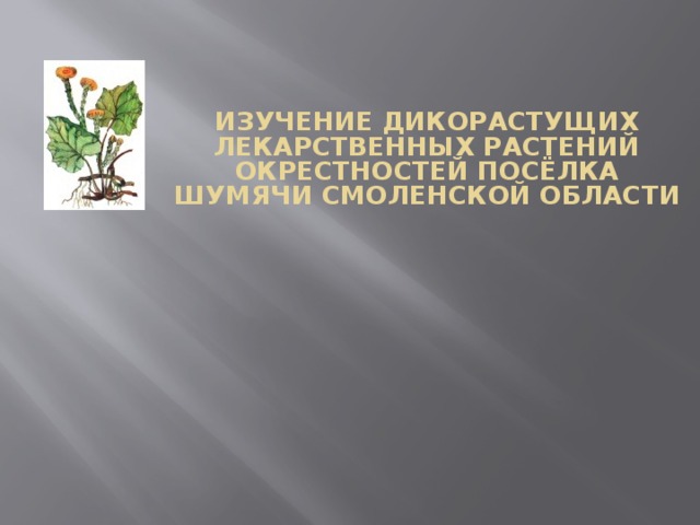 Изучение дикорастущих лекарственных растений окрестностей посёлка Шумячи Смоленской области                   