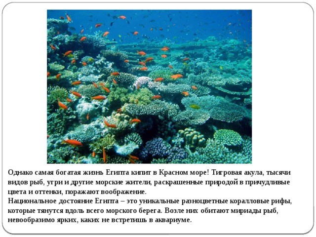 Однако самая богатая жизнь Египта кипит в Красном море! Тигровая акула, тысячи видов рыб, угри и другие морские жители, раскрашенные природой в причудливые цвета и оттенки, поражают воображение. Национальное достояние Египта – это уникальные разноцветные коралловые рифы, которые тянутся вдоль всего морского берега. Возле них обитают мириады рыб, невообразимо ярких, каких не встретишь в аквариуме. 
