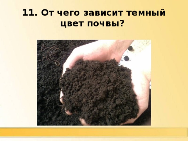 11. От чего зависит темный цвет почвы?  От количества перегноя (гумуса). Чем больше перегноя, тем темнее почва 
