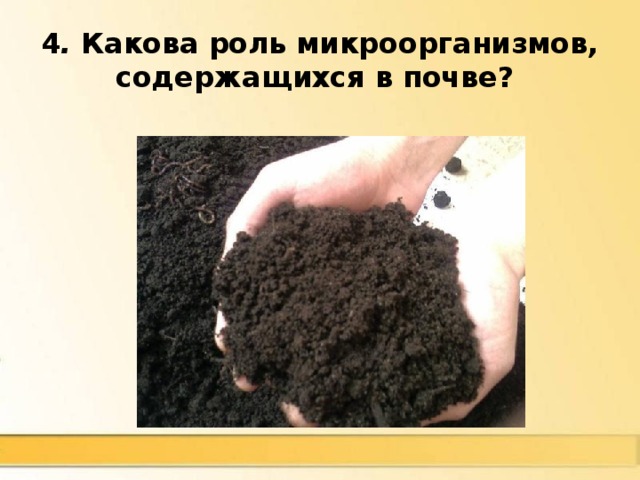 4 . Какова роль микроорганизмов, содержащихся в почве? Способствуют разложению остатков растений и животных до гумуса 