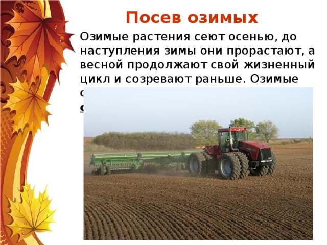 Осенние полевые работы - это сельскохозяйственные работы, которые проводятся в поле осенью. Основными осенними полевыми работами являются: Сбор урожая Посев озимых Вспашка почвы 