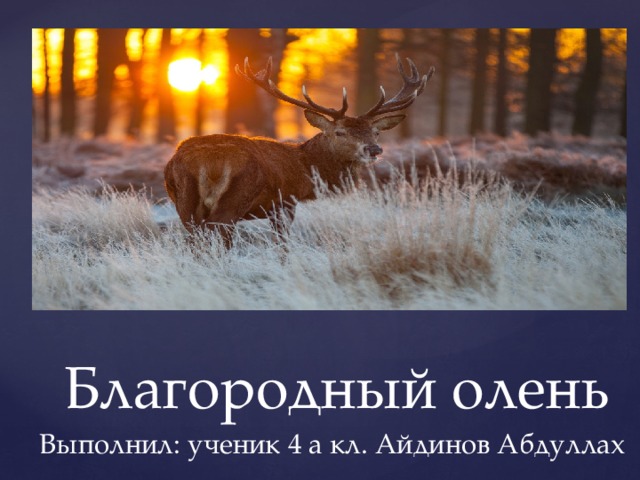 Благородный олень Выполнил: ученик 4 а кл. Айдинов Абдуллах  