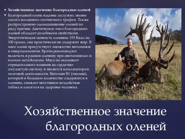Хозяйственное значение благородных оленей Благородный олень издавна заслужил звание самого желанного охотничьего трофея. Также распространено одомашнивание оленей по ряду причин. Диетическое мясо благородных оленей обладает целебными свойствами. Энергетическая ценность оленины 155 Ккал на 100 грамм, она практически не содержит жир. В мясе оленя присутствует множество витаминов и микроэлементов. Врачи рекомендуют включать в рацион оленину при авитаминозах и плохом метаболизме. Мясо не оказывает отрицательного влияния на сердечно-сосудистую систему и является катализатором мозговой деятельности. Витамин В1 (тиамин), который в большом количестве содержится в оленине, снижает негативное воздействие табака и алкоголя на здоровье человека. Хозяйственное значение благородных оленей 