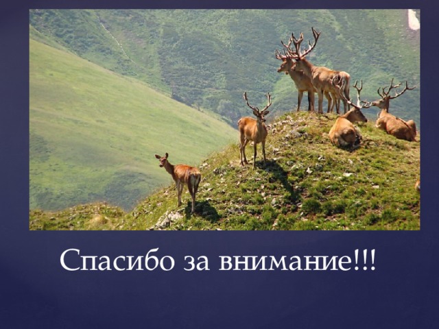 Спасибо за внимание!!! 