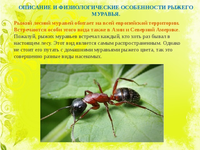 ОПИСАНИЕ И ФИЗИОЛОГИЧЕСКИЕ ОСОБЕННОСТИ рыжего муравья. Рыжий лесной муравей обитает на всей европейской территории. Встречаются особи этого вида также в Азии и Северной Америке . Пожалуй, рыжих муравьев встречал каждый, кто хоть раз бывал в настоящем лесу. Этот вид является самым распространенным. Однако не стоит его путать с домашними муравьями рыжего цвета, так это совершенно разные виды насекомых. 