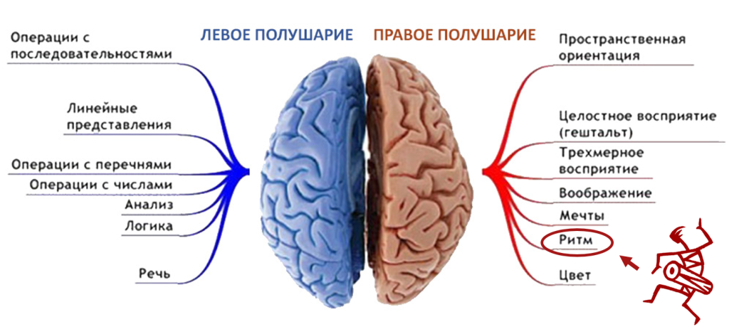 Левое и правое полушарие мозга функции. За что отвечают полушария головного мозга человека левое и правое. За что отвечает левое полушарие головного мозга. Право ЕИ левое полушаерие. Функции правого полушария большого мозга