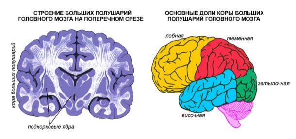 Общий план строения коры больших полушарий головного мозга