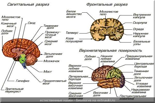 Кора больших полушарий головного мозга гистология рисунок