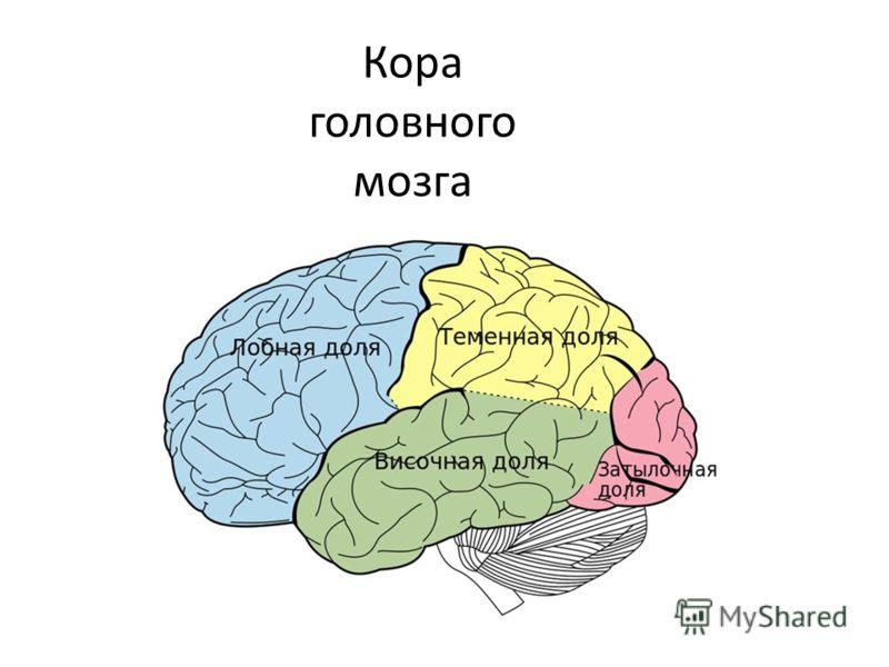 Схема коры больших полушарий мозга