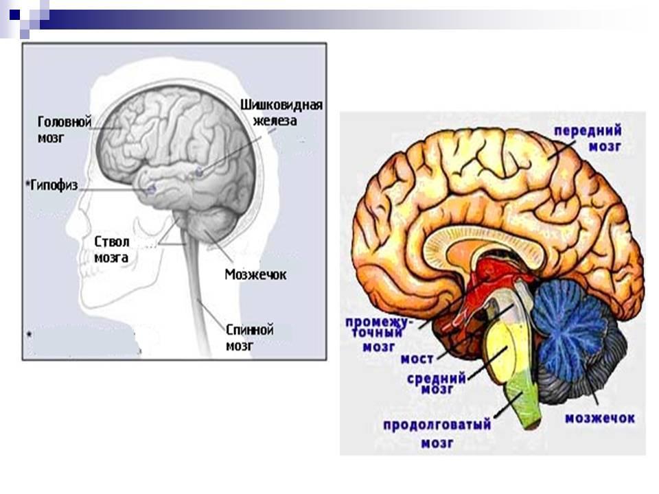 Подпишите на рисунке указанные отделы головного мозга