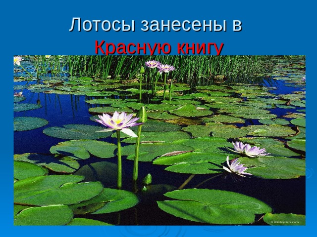 Водные занесенные в красную книгу