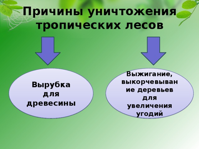 Мир глазами эколога 4 класс