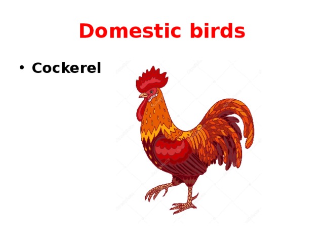 Domestic birds Cockerel 