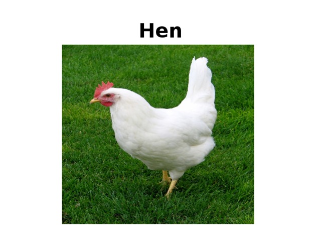 Hen 