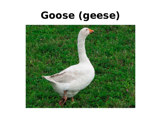 Goose (geese) 