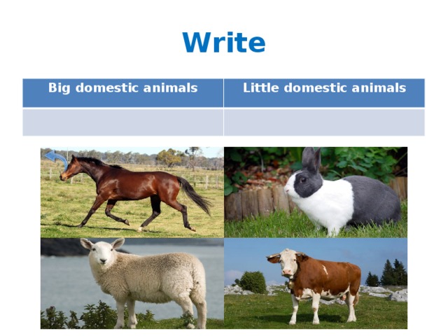 Write Big domestic animals Little domestic animals 