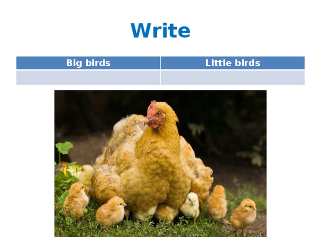 Write Big birds Little birds 