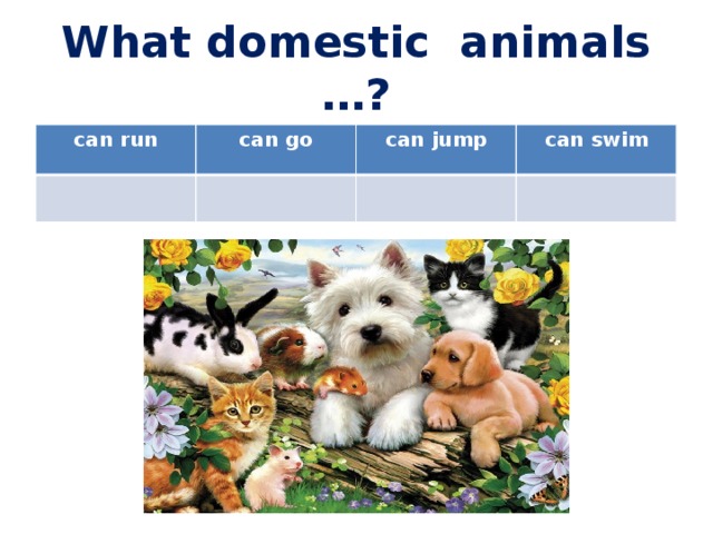 What domestic animals …? can run can go can jump can swim 