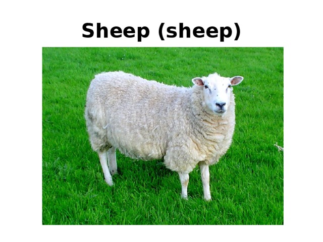 Sheep (sheep) 