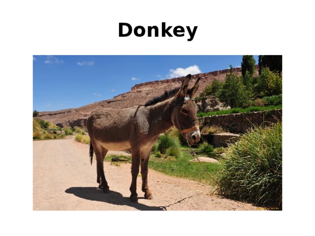 Donkey 
