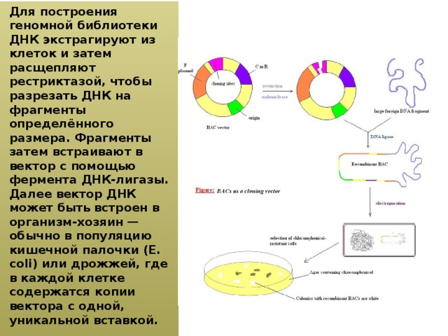 Как называется процесс разбиения изображения или звука на фрагменты меньшего размера