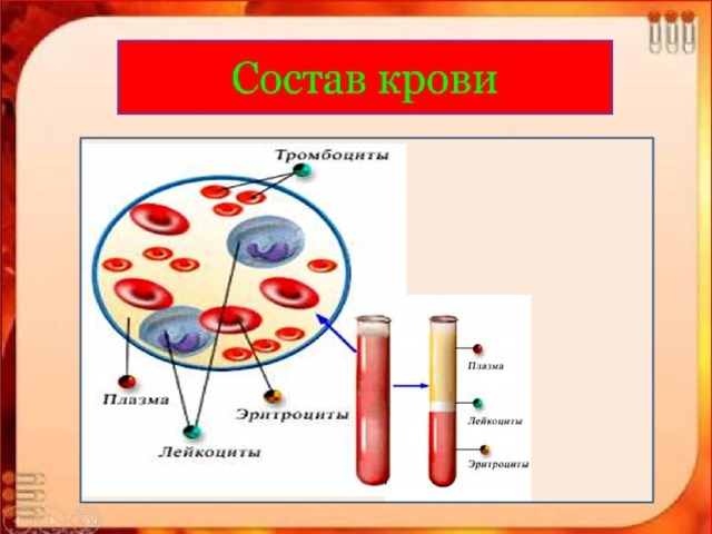 Кровь рисунок биология