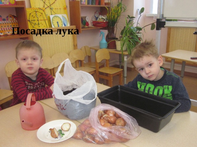 Посадка лука 