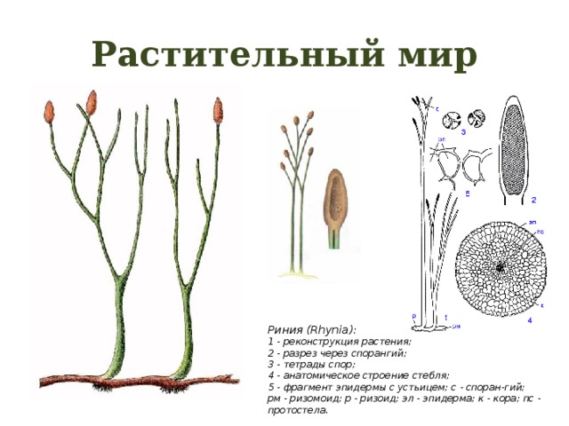 Строение риниофитов рисунок