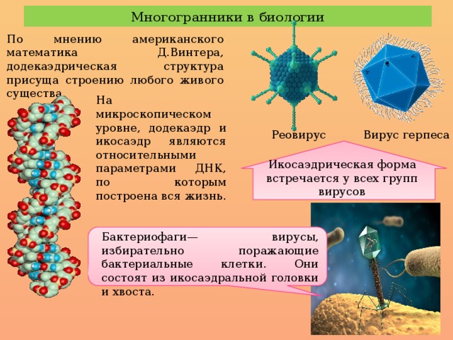 Многогранники в биологии По мнению американского математика Д.Винтера, додекаэдрическая структура присуща строению любого живого существа. На микроскопическом уровне, додекаэдр и икосаэдр являются относительными параметрами ДНК, по которым построена вся жизнь. Вирус герпеса Реовирус Икосаэдрическая форма встречается у всех групп вирусов Бактериофаги— вирусы, избирательно поражающие бактериальные клетки. Они состоят из икосаэдральной головки и хвоста. 