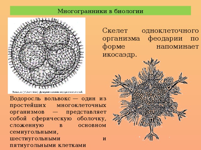 Примеры многоклеточных организмов 5 класс