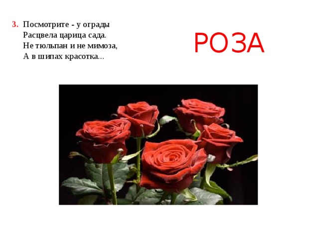 3.    Посмотрите - у ограды  Расцвела царица сада.  Не тюльпан и не мимоза,  А в шипах красотка... РОЗА 