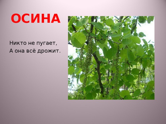 Дереву никто не. Никто не пугает а вся. Никто не пугает а вся дрожит ответ. Никто её не пугает а она вся дрожит. Загадка никто ее не пугает а вся дрожит.