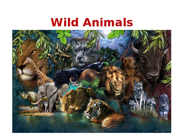 Wild Animals 