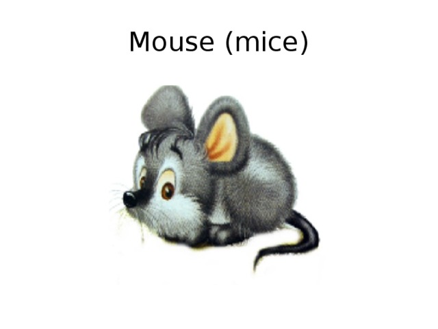 Mouse (mice) 
