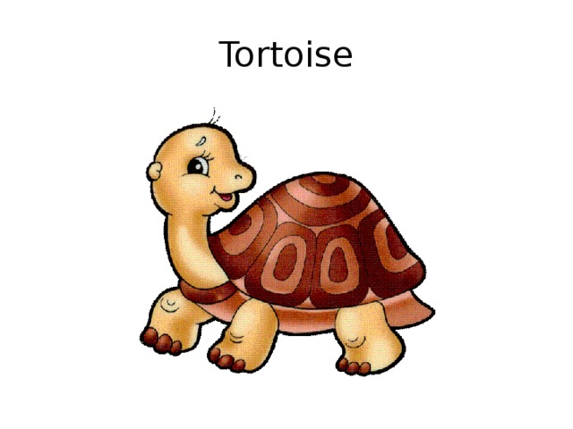 Tortoise 