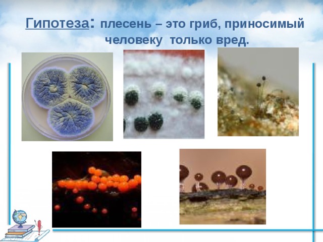 Плесневые грибы презентация