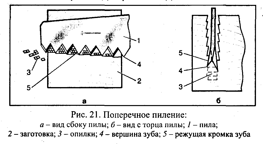 По рисунку с изображением поперечных распилов древесных стеблей определите