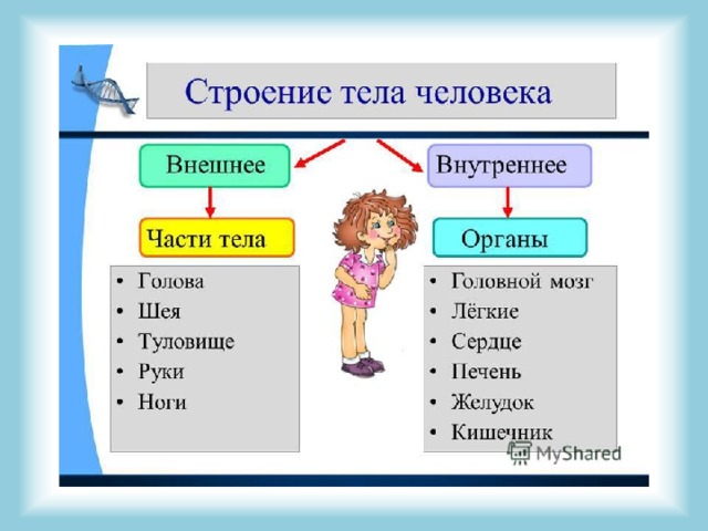 Окружающий мир 3 класс проект строение человека
