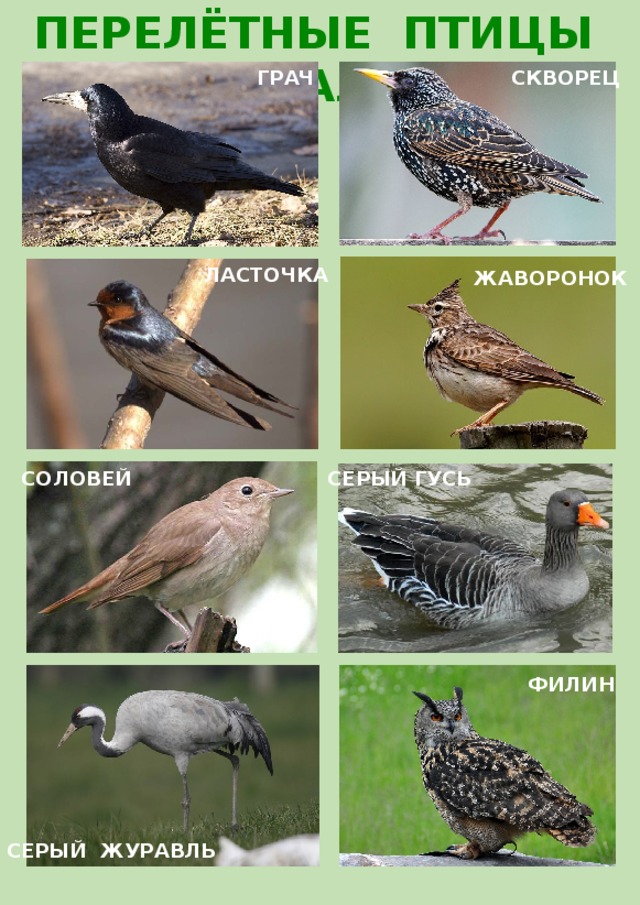 Перелетные птицы алтайского края фото и названия