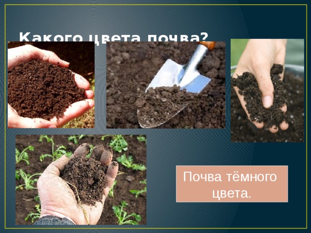 Какого цвета почва? Почва тёмного цвета. 