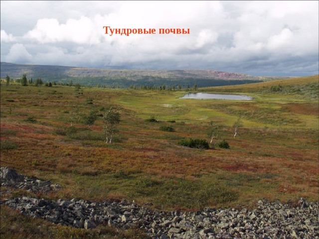 Тундровые почвы 